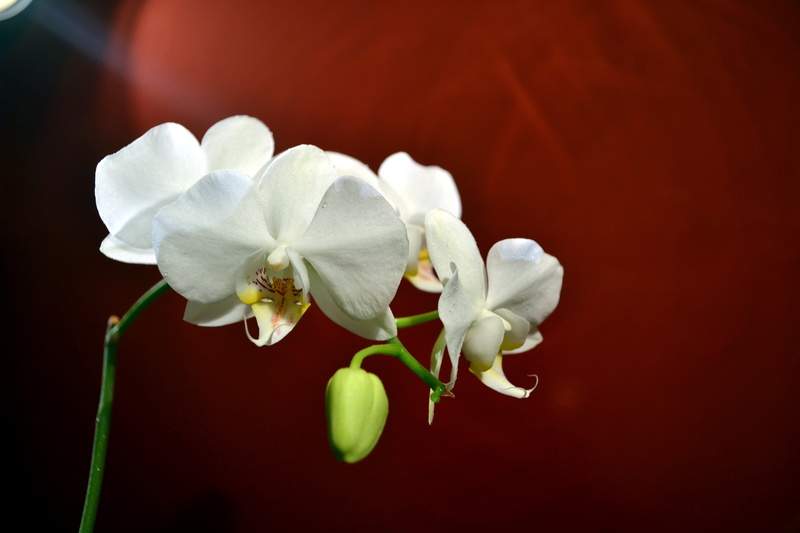 red, growth, flower, inflorescence, nature, selective focus, flowers, orchids, flower head, no people, petal, white color, focus on foreground, outdoors