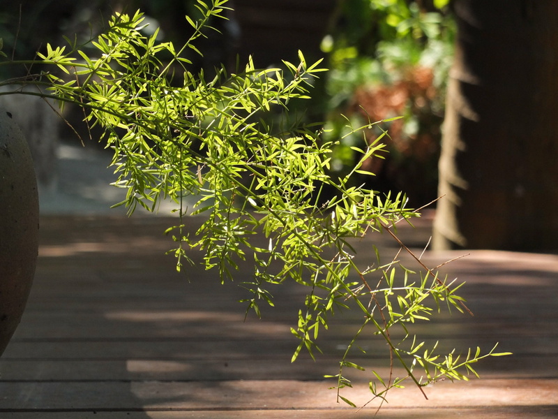 thanksgiving dinner, green, plant, tranquility, selective focus, plant part, footpath, shadow, beauty in nature, outdoors, massage therapy, wood - material