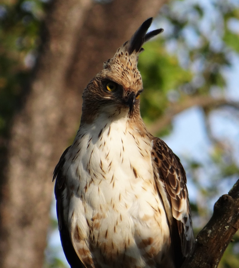 avian, perch, changeable, animal wildlife, crested hawk-eagle, bandipur, day, outdoors, bird, karnataka, wild, 2K, raptor, prey, no people, looking away