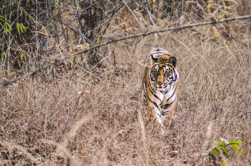big cats, animals in the wild, animal wildlife, ground, animal, theme park, forest, field, grass, big cat, brown, tree, india, day, animal themes, zebra