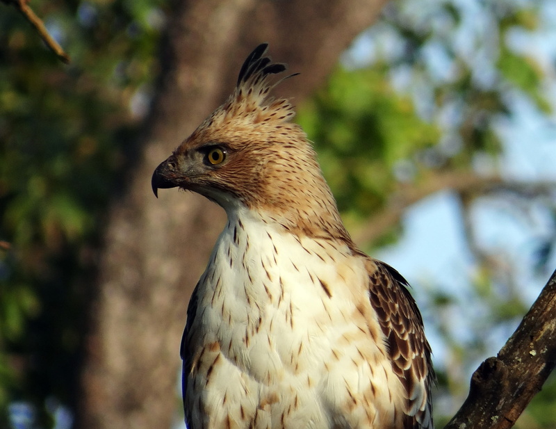 avian, close-up, tree, prey, perch, animal head, animal wildlife, focus on foreground, bandipur, crested hawk-eagle, national park, bird of prey, plant