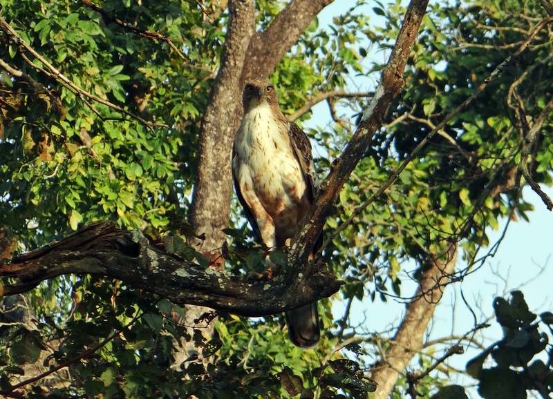 karnataka, vertebrate, mammal, outdoors, crested hawk-eagle, animal wildlife, leaf, bandipora, plant, eagle, nature, changeable hawk-eagle, branch, plant part
