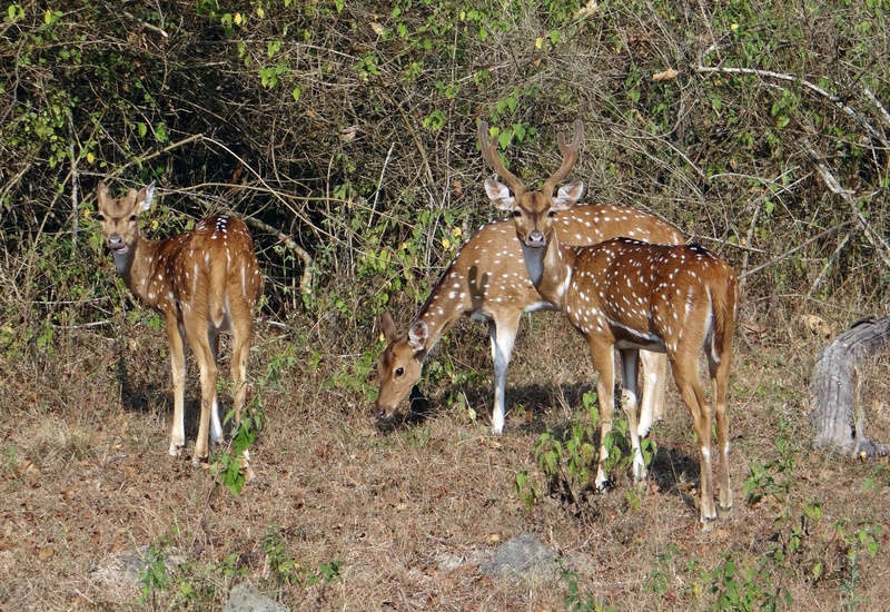 axis axis, park, young animal, nature, safari, animal themes, vertebrate, tree, spotted deer, field, deer, land, 2K, animal wildlife, spotted, herd, outdoors