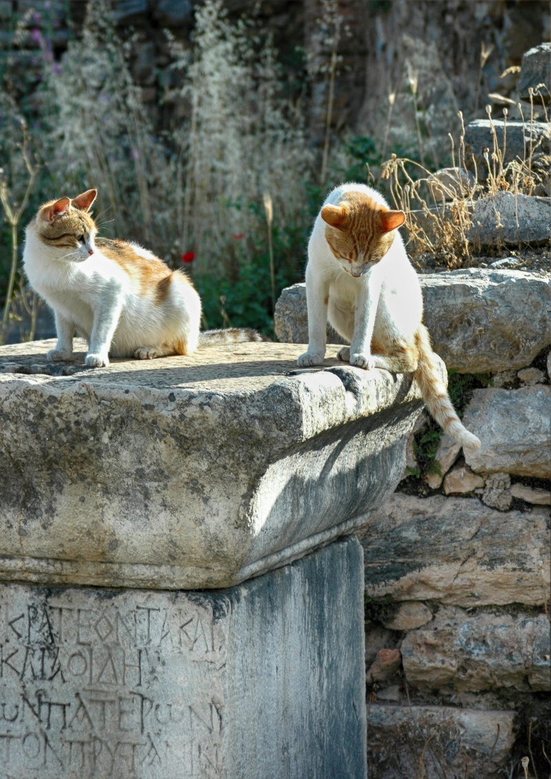 stone wall, togetherness, nature, animal wildlife, Ephesus, domestic animals, no people, domestic cat, mammal, animals in the wild, day, solid, outdoors
