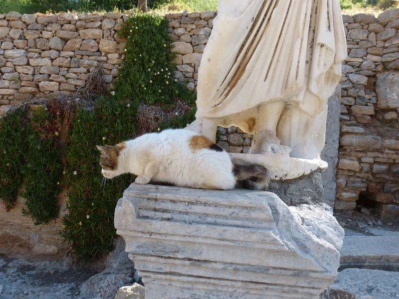 pets, animal themes, antique, ephesus, mammal, feline, day, built structure, historically, antiquity, sculpture, staircase, curious, stone, stone figure