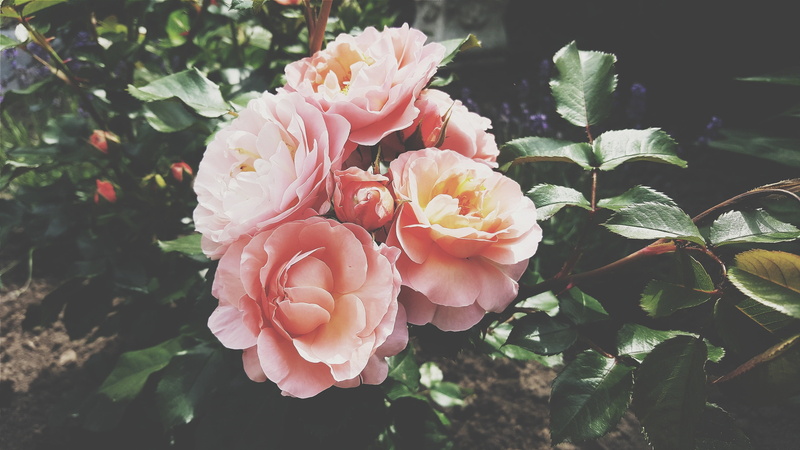 rose - flower, flower, plants, leaves, flower head, plant part, garden, plant, vulnerability, day, flowers, rose, beauty in nature, inflorescence, focus on foreground
