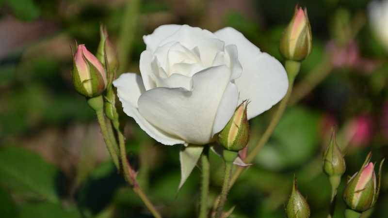 petal, close-up, outdoors, flower head, springtime, white color, rose - flower, inflorescence, nature, growth, flowering plant, day, plant, garden, no people