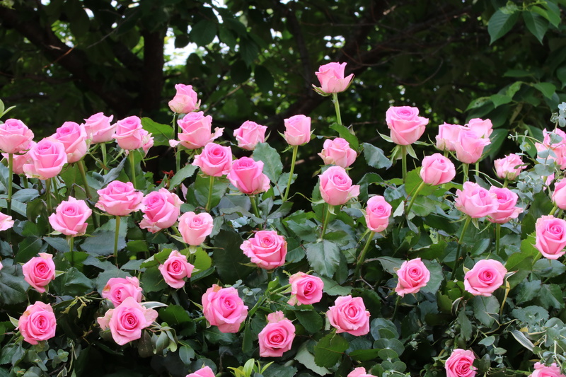 pink color, plant, rose festival, nature, garden, freshness, petal, springtime, fragility, park, leaf, vulnerability, 5K, flowering plant, plant part