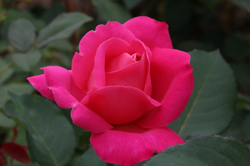 fresh medium, rose festival, pink, fragility, garden, jungnangcheon, nature, day, rose, plant, beauty in nature, bloom, growth, flower head, plant part