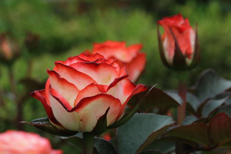 5K, beauty in nature, flower, day, nature, red, vulnerability, flowers, garden, close-up, pretty flowers, pink color, petal, plant, festival, growth, focus on foreground