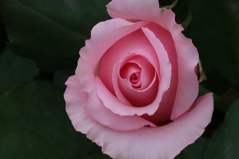 growth, softness, pretty flowers, inflorescence, festival, 5K, seoul, flowering plant, rose - flower, flowers, flower, flower head, jungnangcheon, plant