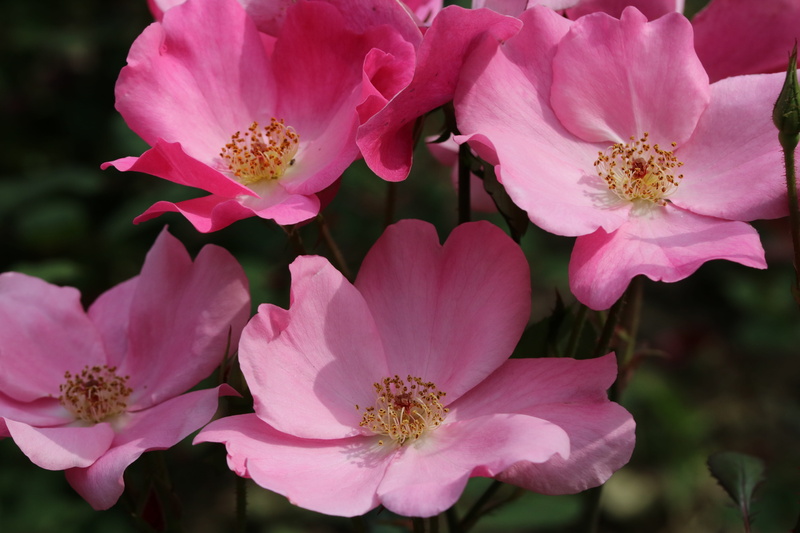 stamen, day, plant, flowers, freshness, vulnerability, flowering plant, plants, no people, focus on foreground, outdoors, rose festival, pink color, rose