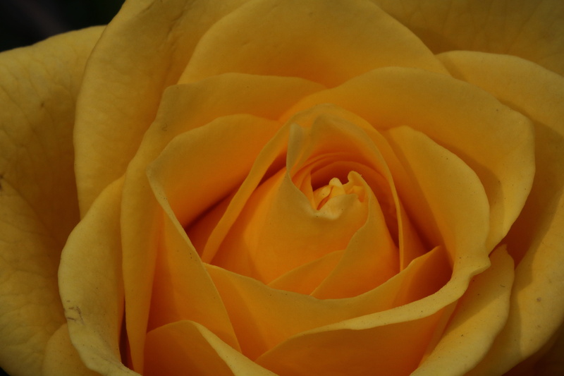 inflorescence, plants, fragility, freshness, flowers, growth, no people, extreme close-up, rose - flower, fresh medium, flower, softness, vulnerability