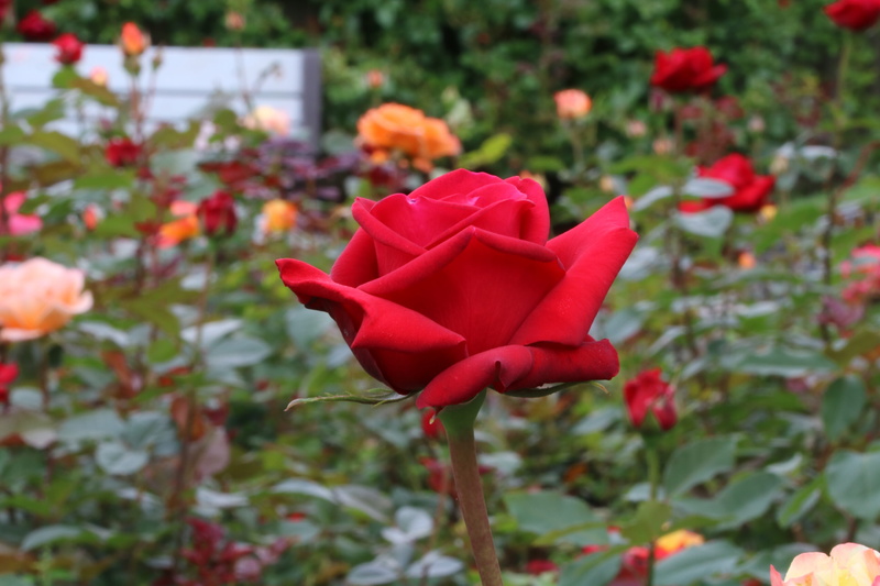 rose festival, garden, plants, seoul, petal, inflorescence, spring, freshness, day, focus on foreground, festival, nature, plant, fragility, close-up, beautiful