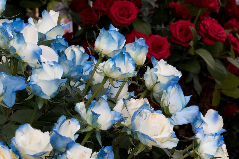 inflorescence, 4K, petal, high angle view, jungnangcheon, festival, outdoors, freshness, rose festival, bunch of flowers, no people, blue, flowers, vulnerability
