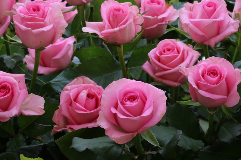rose - flower, pink color, pretty flowers, no people, plants, spring, plant part, freshness, rose garden, leaf, close-up, nature, vulnerability, petal