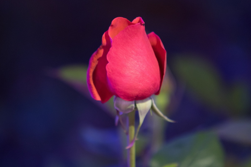 plant, vulnerability, rose, flower, pretty flowers, focus on foreground, seoul, fragility, inflorescence, springtime, no people, spring, flowers, outdoors