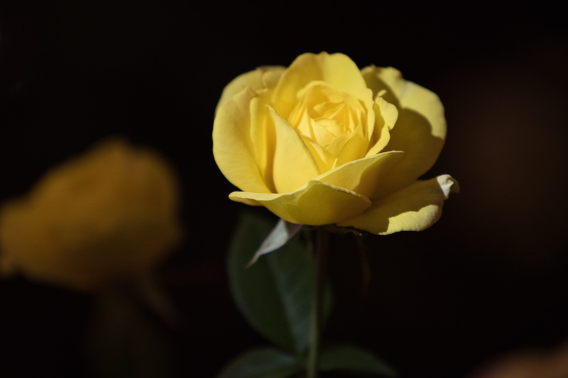 valentines day - holiday, yellow, jungnangcheon, vulnerability, pretty flowers, spring, fragility, bouquet, freshness, plant, flower arrangement, indoors