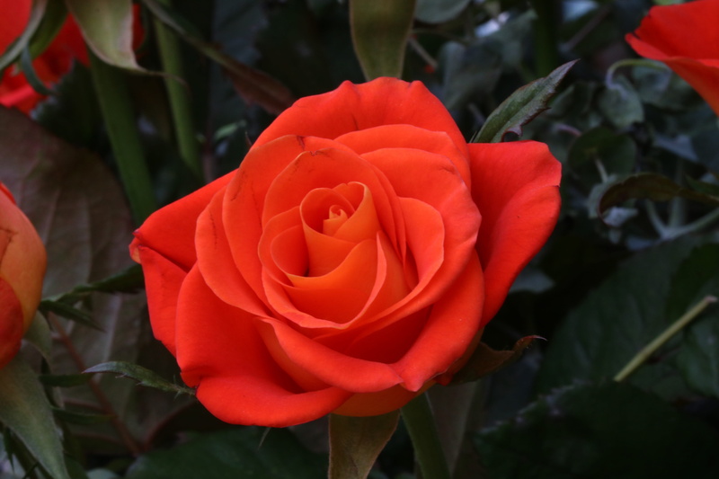 petal, freshness, flower, jungnangcheon, flower head, rose, rose garden, outdoors, leaf, beautiful, no people, growth, inflorescence, flowers, close-up