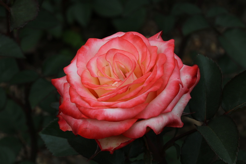 growth, 5K, plant, flowering plant, pretty flowers, rose festival, rose - flower, flower, festival, beauty in nature, rose, close-up, outdoors, flowers