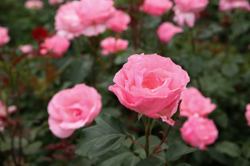 pink color, nature, close-up, festival, beautiful, rose garden, fragility, flowers, fresh medium, flower head, no people, garden, rose park, leaf, flower
