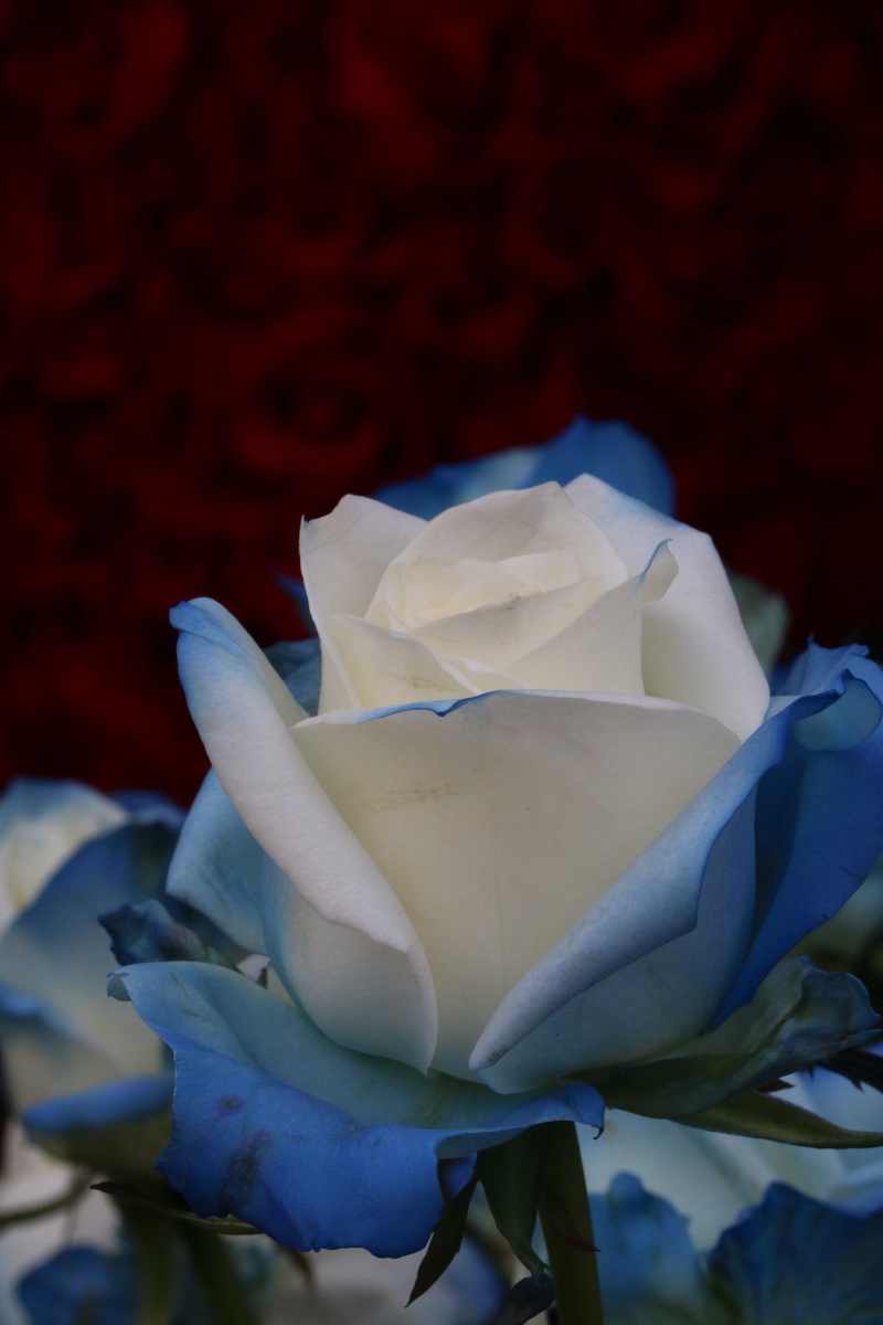flowers, 5K, fragility, inflorescence, no people, jungnangcheon, nature, fragrance, white color, park, festival, white, garden, beauty in nature, rose