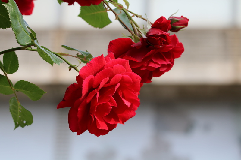 inflorescence, seoul, focus on foreground, plant, spring, vulnerability, fresh medium, flowering plant, close-up, beautiful, flowers, rose, festival, day