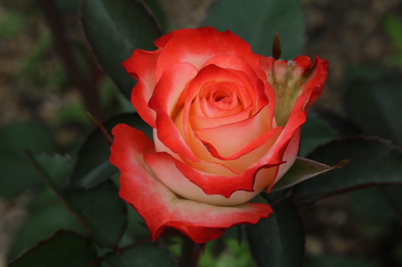 focus on foreground, closeup, close-up, flower head, rose - flower, fragility, vulnerability, petal, day, rose garden, spring, pretty flowers, freshness