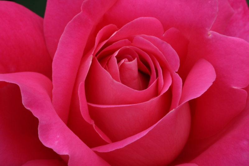 jungnangcheon, rose festival, fragrance, beauty in nature, pink color, inflorescence, park, rose, vulnerability, softness, nature, flowers, outdoors, no people