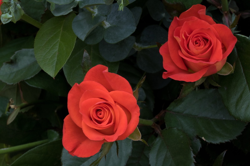 rose, rose garden, seoul, jungnangcheon, plant part, freshness, high angle view, fragility, nature, outdoors, flower head, 5K, flower, inflorescence, plant