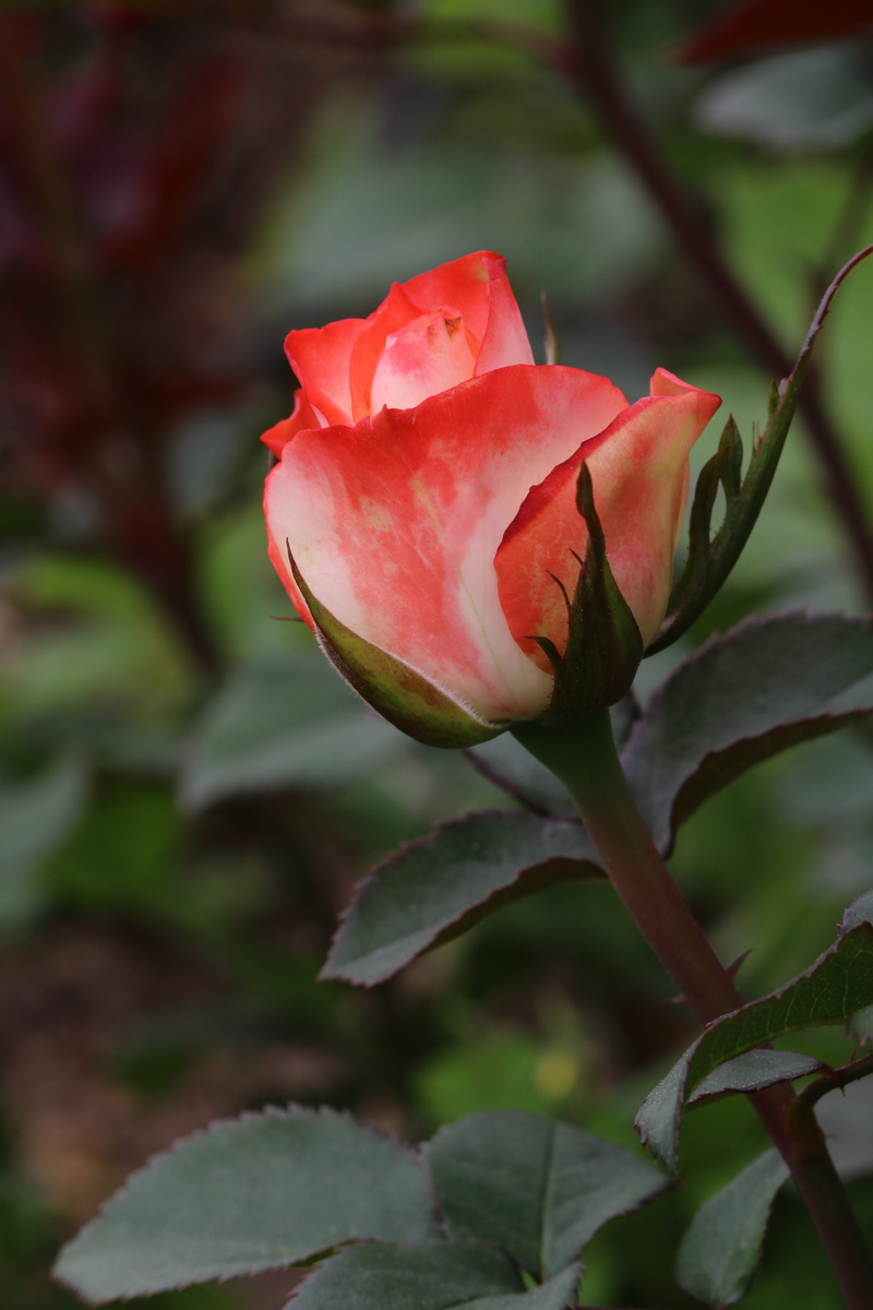 sepal, jungnangcheon, rose, rose - flower, beauty in nature, flower head, flowers, seoul, growth, rose festival, vulnerability, garden, fresh medium, festival