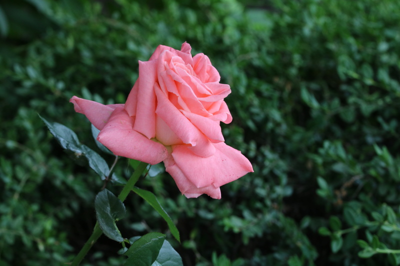 close-up, plant, plant part, jungnangcheon, rose garden, flower, garden, flower head, rose, vulnerability, flowers, rose - flower, day, beauty in nature