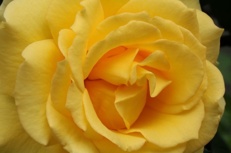 petal, day, fresh medium, seoul, plants, yellow, garden, no people, festival, rose - flower, beauty in nature, 5K, rose, plant, growth, flowering plant