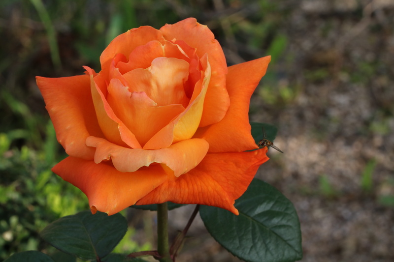 garden, beauty in nature, flower, no people, inflorescence, orange, petal, orange color, outdoors, nature, jungnangcheon, day, rose - flower, plant, freshness