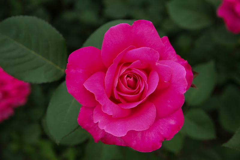 festival, flowering plant, park, beauty in nature, nature, fresh medium, rose - flower, close-up, fragility, 4K, flower, outdoors, jungnangcheon, plant part