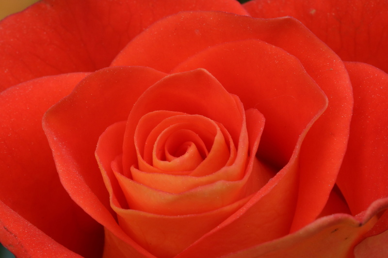 rose, garden, flowering plant, petal, festival, flower head, full frame, growth, flowers, rose - flower, seoul, rose festival, nature, vulnerability, red
