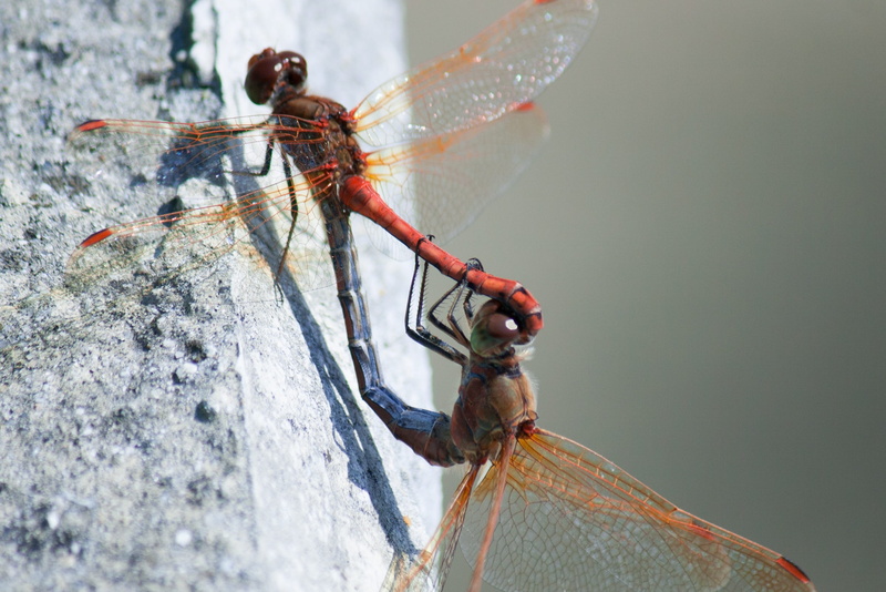 2K, animals in the wild, Dragonfly, close-up, outdoors, animal themes, insect, animal wildlife, one animal, focus on foreground, animal body part, summer