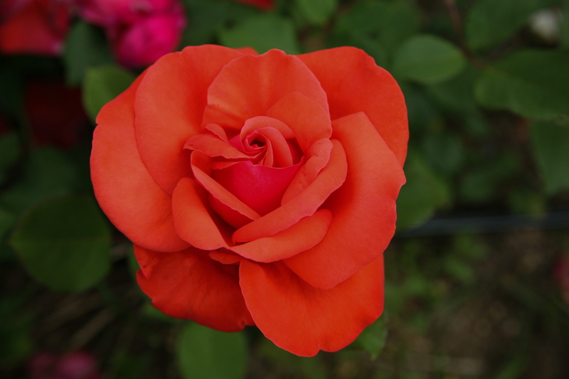 vulnerability, beauty in nature, petal, flowering plant, spring, flower head, rose - flower, flower, fragility, inflorescence, rose garden, fresh medium