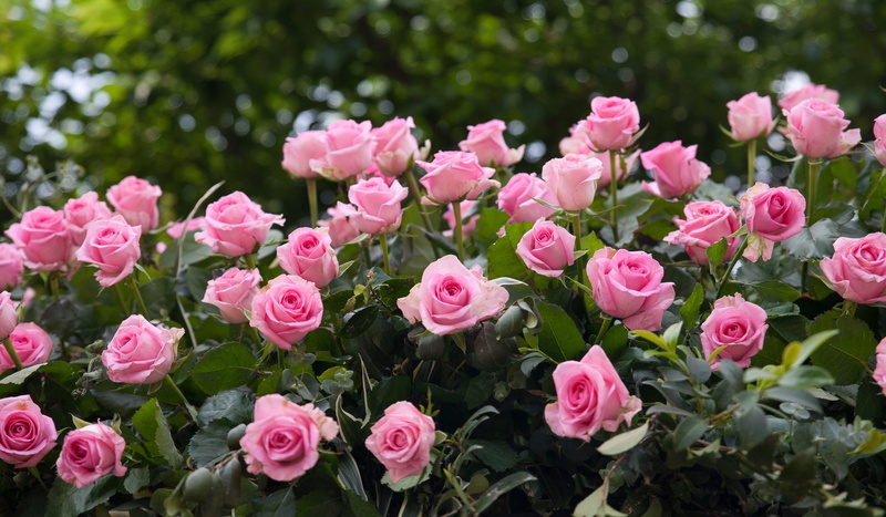 fresh medium, petaled, bouquet, outdoors, vulnerability, springtime, spring, growth, flowers, flower head, inflorescence, gardening, bright, jungnangcheon