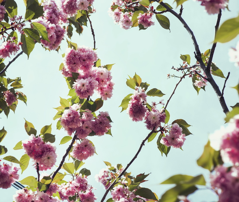 fresh, Trees, leaves, cherry tree, Earth, springtime, Backgrounds, cherry blossom, Spring, pink color, growth, outdoors, cherry, petal, photo, plant, 4K