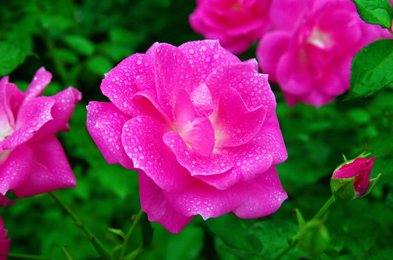 fragility, japan, purple, springtime, rain, natural, no people, close-up, red, flowerbed, gardening, flowering plant, freshness, vulnerability, rose garden