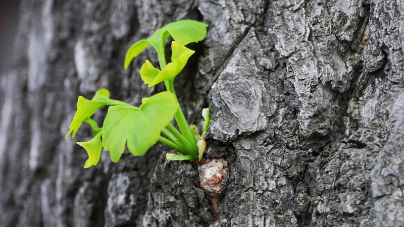 focus on foreground, bark, trunk, green, plants, day, beginnings, plant, tree trunk, close-up, selective focus, this type, plant bark, leaf, beauty in nature