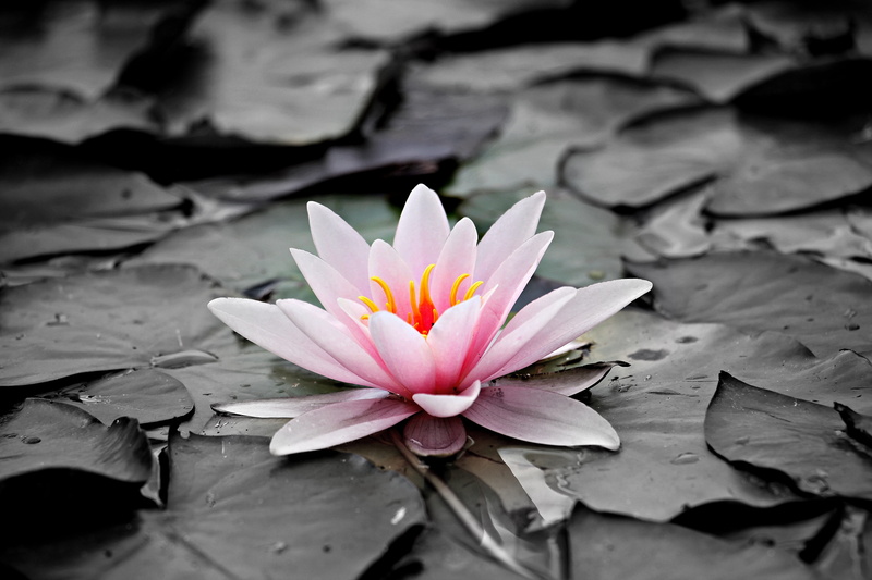 leaf, flower head, pink water lily, petal, nuphar lutea, vulnerability, close-up, inflorescence, water lily, plant part, pond, beauty in nature, photography