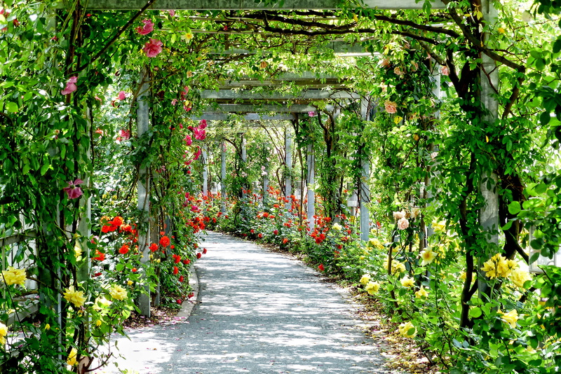 green color, garden path, path, park, no people, growth, garden, 4K, tranquility, direction, roses, ornamental garden, flower, lush foliage, the way forward