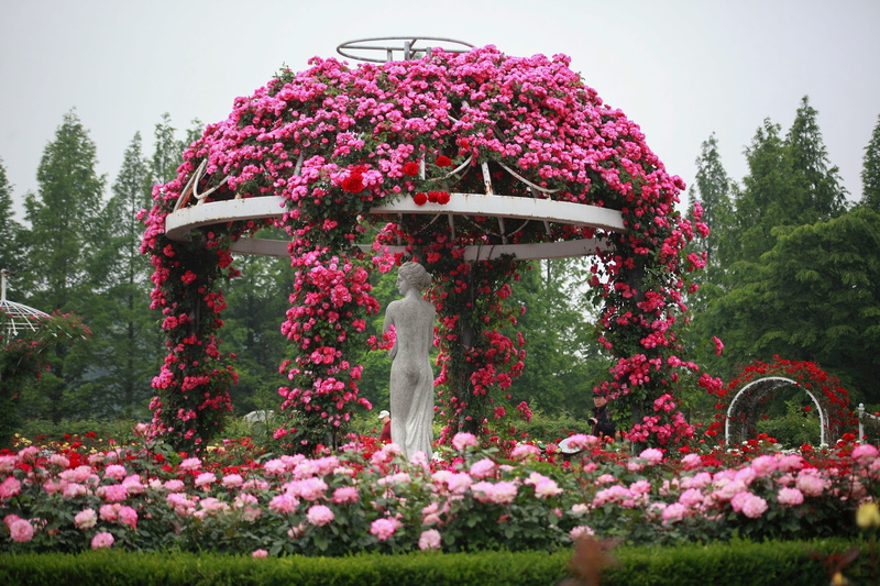 tree, no people, gazebo, covered, park - man made space, flowers, plant, daytime, flower, flowerbed, near, formal garden, vulnerability, springtime, park