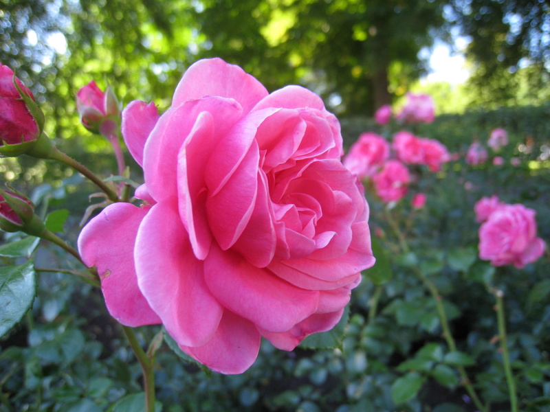 park, 2K, roses, pink, summer, dream, trees, green