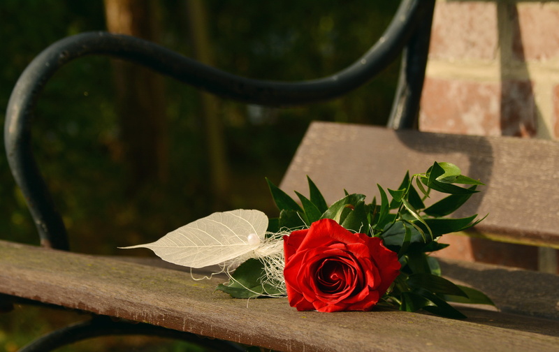 nature, rose, rose - flower, beauty in nature, mothers day, wood - material, valentines day, outdoors, flower head, no people, 4K, greeting, leaf, bank