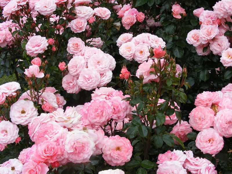close-up, park, garden, springtime, flower arrangement, backgrounds, portland, united states, rose, nature, fragility, high angle view, plant, growth, portland oregon