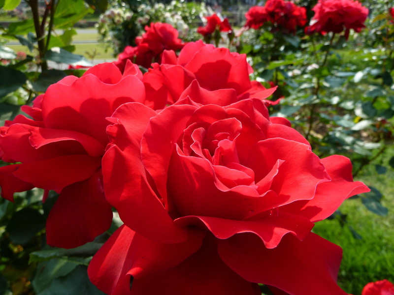day, focus on foreground, park, flowering plant, outdoors, flower Head, roses, freshness, growth, close-up, green Color, fragility, vulnerability, rose