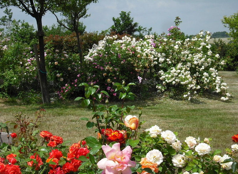 vulnerability, petal, grass, assorted, 1080P, green Color, flower, garden, front or Back Yard, tree, field, day, rural Scene, formal Garden, land, plant